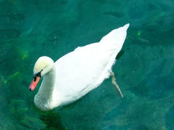 stock image Swan swims across tranquil water