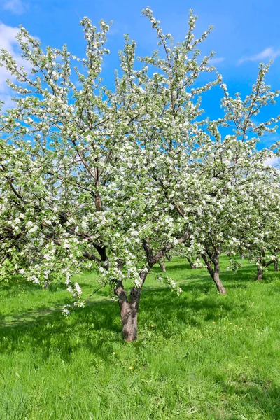 Brillanti alberi di mele in fiore e cielo blu nel parco primaverile — Foto Stock