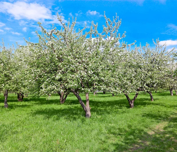 Kolorowe kwitnących jabłoni i błękitne niebo w parku — Zdjęcie stockowe