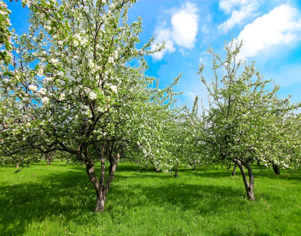 Blühende Apfelbäume und blauer Himmel im Frühlingspark — Stockfoto