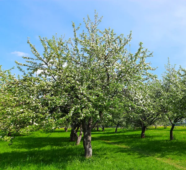 Blossom of apple trees in spring park — Stock Photo, Image