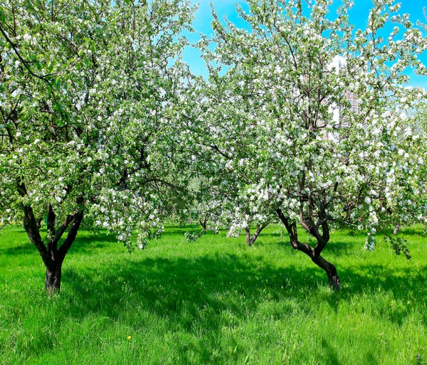 Growth of blooming apple trees in springtime — Stock Photo, Image