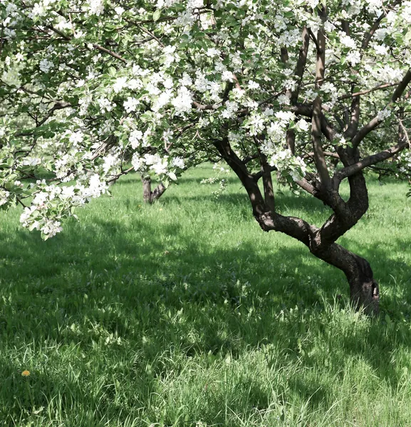Blomningstid av vackra äppelträd på våren — Stockfoto