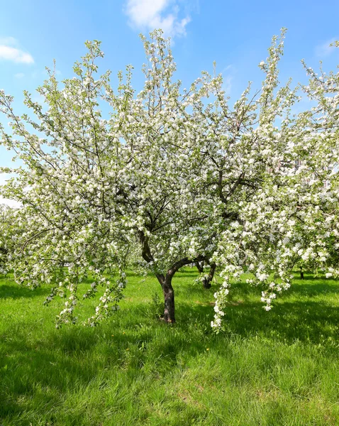 Floral apple trees over blue sky in spring park — Stock Photo, Image