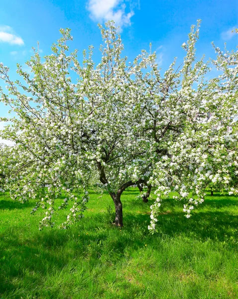 Virágos almafák alatt kék ég, a spring park — Stock Fotó