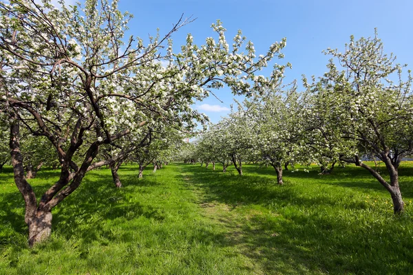 Bahar çiçekli elma ağacı Parlak yeşil orchad — Stok fotoğraf
