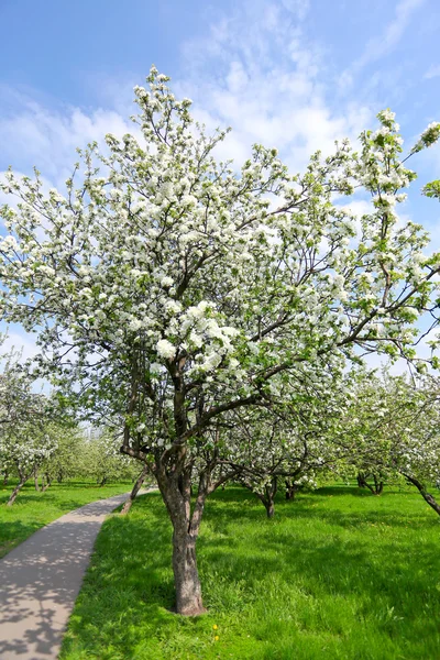 春に咲くリンゴの木明るい緑の蘭 — ストック写真