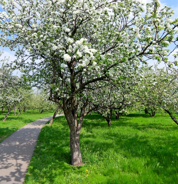 Wiosna kwitnące jabłoń w jasny zielony storczyk — Zdjęcie stockowe