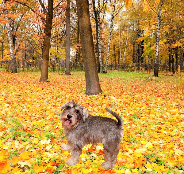 Pies piękny Sznaucer mini w jesienny park — Zdjęcie stockowe
