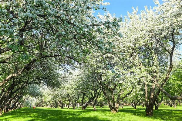 Beautiful blooming apple trees in spring park — Stock Photo, Image