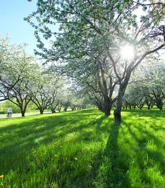 Gyönyörű virágzó almafák a tavaszi parkban — Stock Fotó