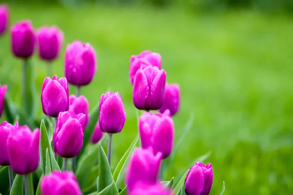 Kvetoucí tulipány v jarní. mělké dof — Stock fotografie