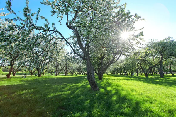 Bahar parkında çiçek açan elma ağaçları. — Stok fotoğraf