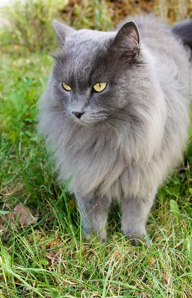 Bellissimo gatto grigio con gli occhi gialli — Foto Stock
