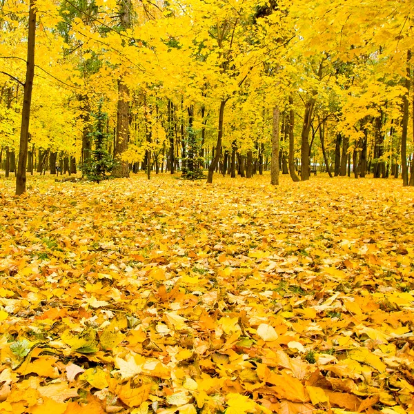 Gyönyörű őszi park — Stock Fotó