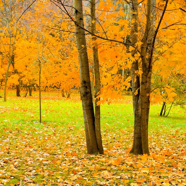 Gyönyörű őszi park — Stock Fotó