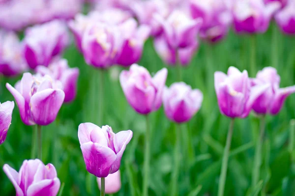Blooming tulips in springtime — Stock Photo, Image