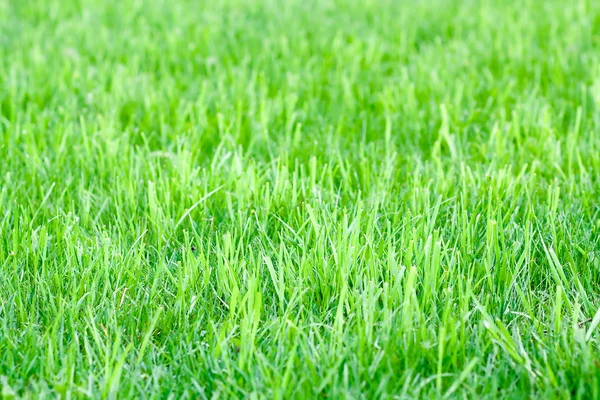 stock image Green grass