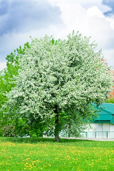 Kvetoucí zahrada jablko stromy na jaře — Stock fotografie