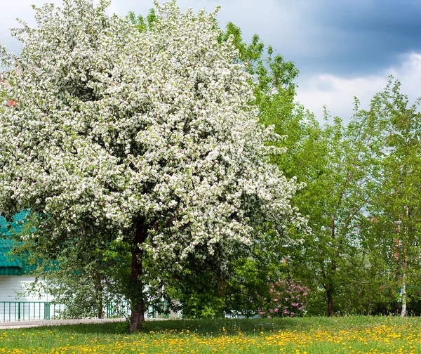 Floresta de primavera florescente — Fotografia de Stock