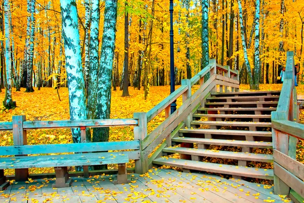 Jesienna ścieżka w lesie — Zdjęcie stockowe