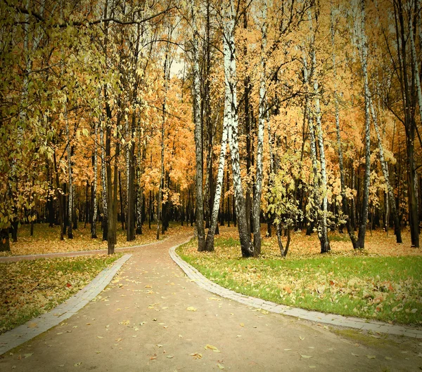 Allée dorée d'automne — Photo