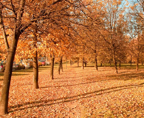 Ufuk sonbahar park yolundaki — Stok fotoğraf