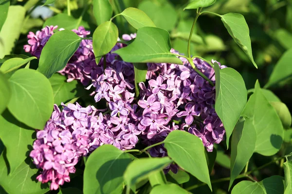 Florecientes ramas lila en primavera —  Fotos de Stock