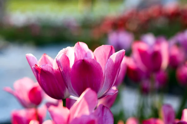 在春天盛开的郁金香 — 图库照片