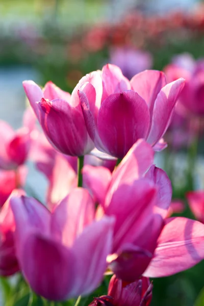 Tulipes à floraison brillante au printemps — Photo