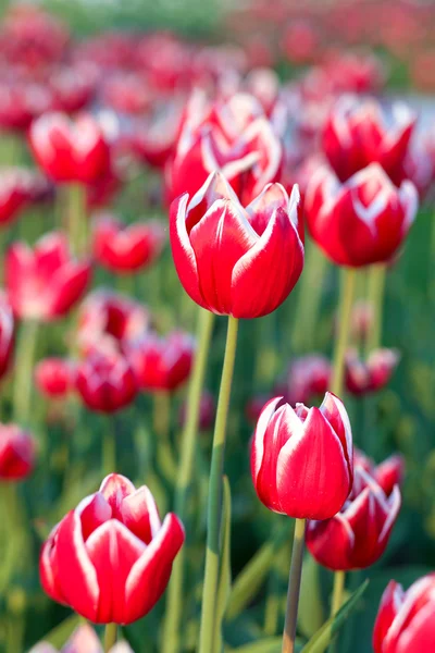Red blooming tulips in springtime — Stock Photo, Image