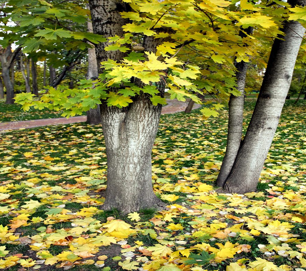 Trees in yellow leaves — Stock Photo © Vladitto #6713032