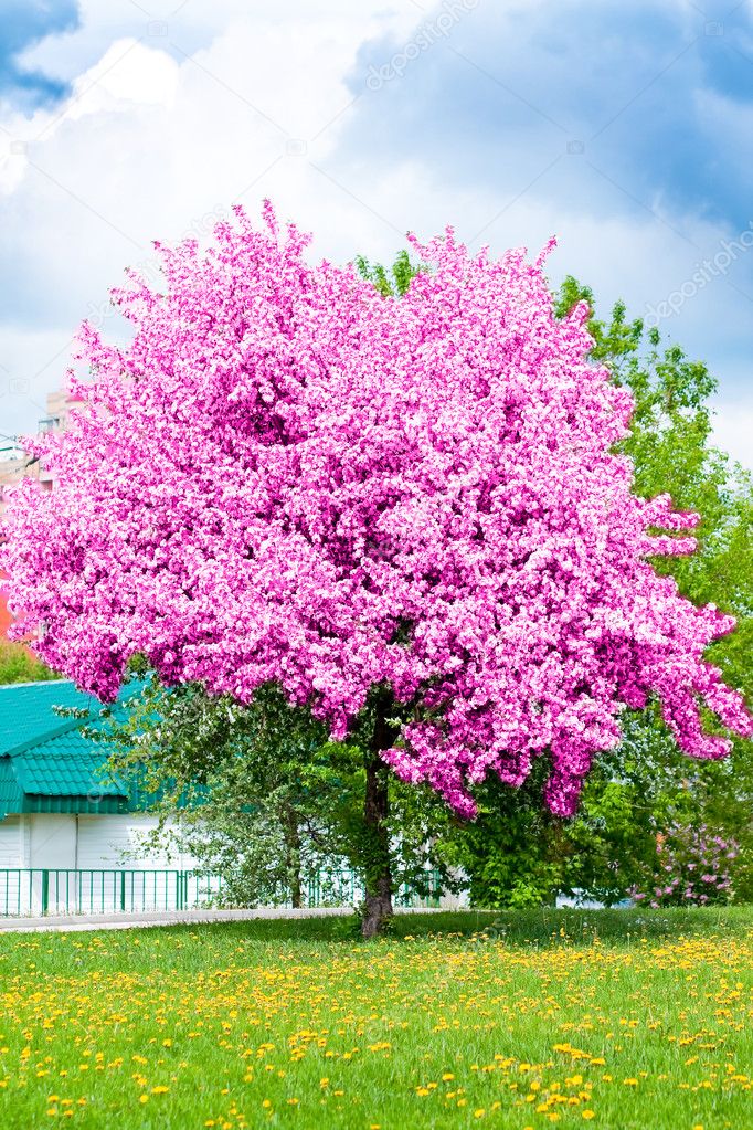 Flowering of cherry tree in springtime