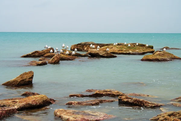 stock image Sea gulls.