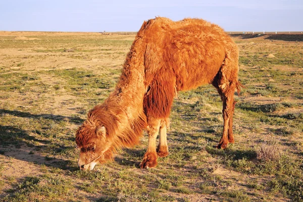 Shaggy camel. — Stock Photo, Image