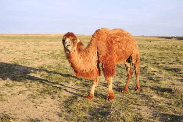 Shaggy camel.