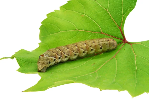 stock image Caterpillar on a grape leaf.