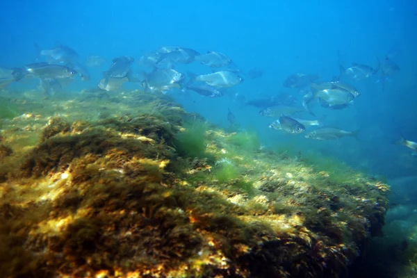 stock image White bream.