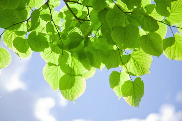 Свежие листья на небе — стоковое фото