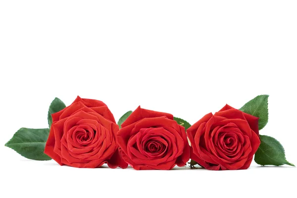 孤立的红玫瑰 — 图库照片