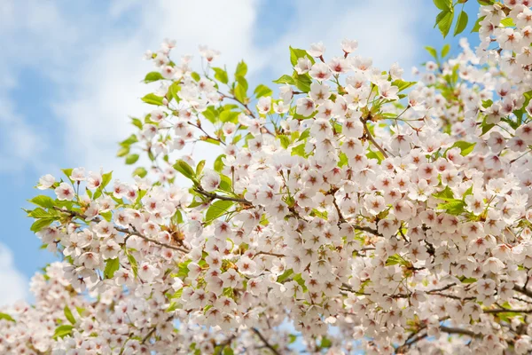 White blossom in spring — Stock Photo, Image
