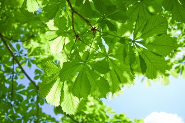 Chestnut tree leaves clipart