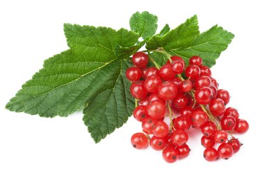 Fresh red currant isolated clipart