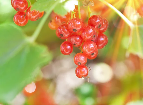 Fresh red currant — Stock Photo, Image