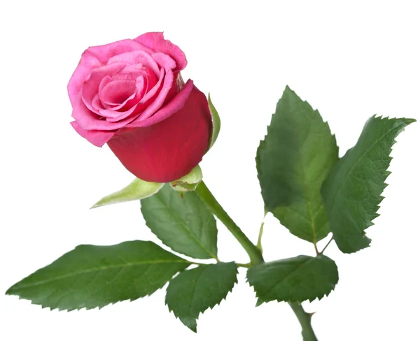 Rosa roja aislada — Foto de Stock