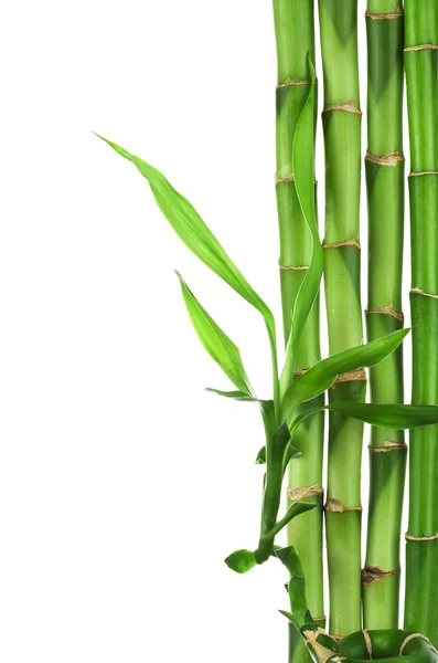Bambus ramki na białym tle — Zdjęcie stockowe