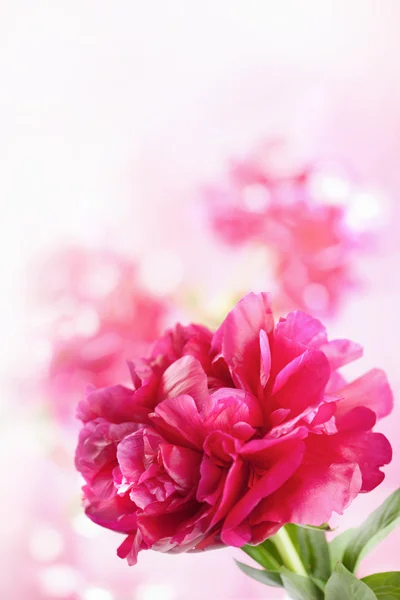 Flor de peonía roja — Foto de Stock