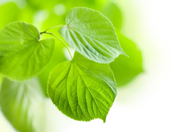 Čerstvé zelené listy izolované — Stock fotografie