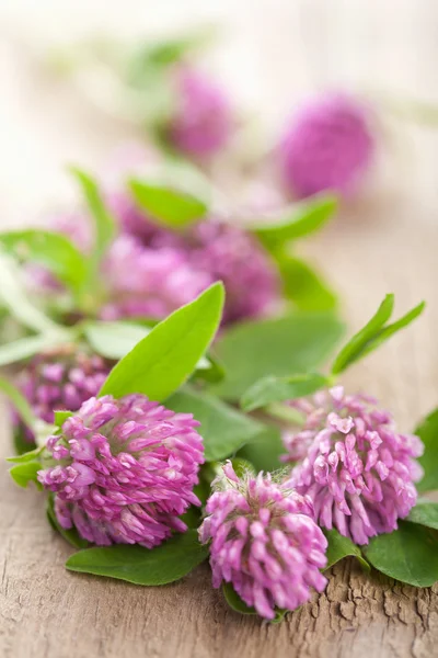 Pink clover flower — Stock Photo, Image