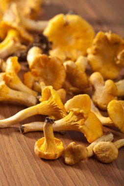 taze Cantharellus cibarius mantar